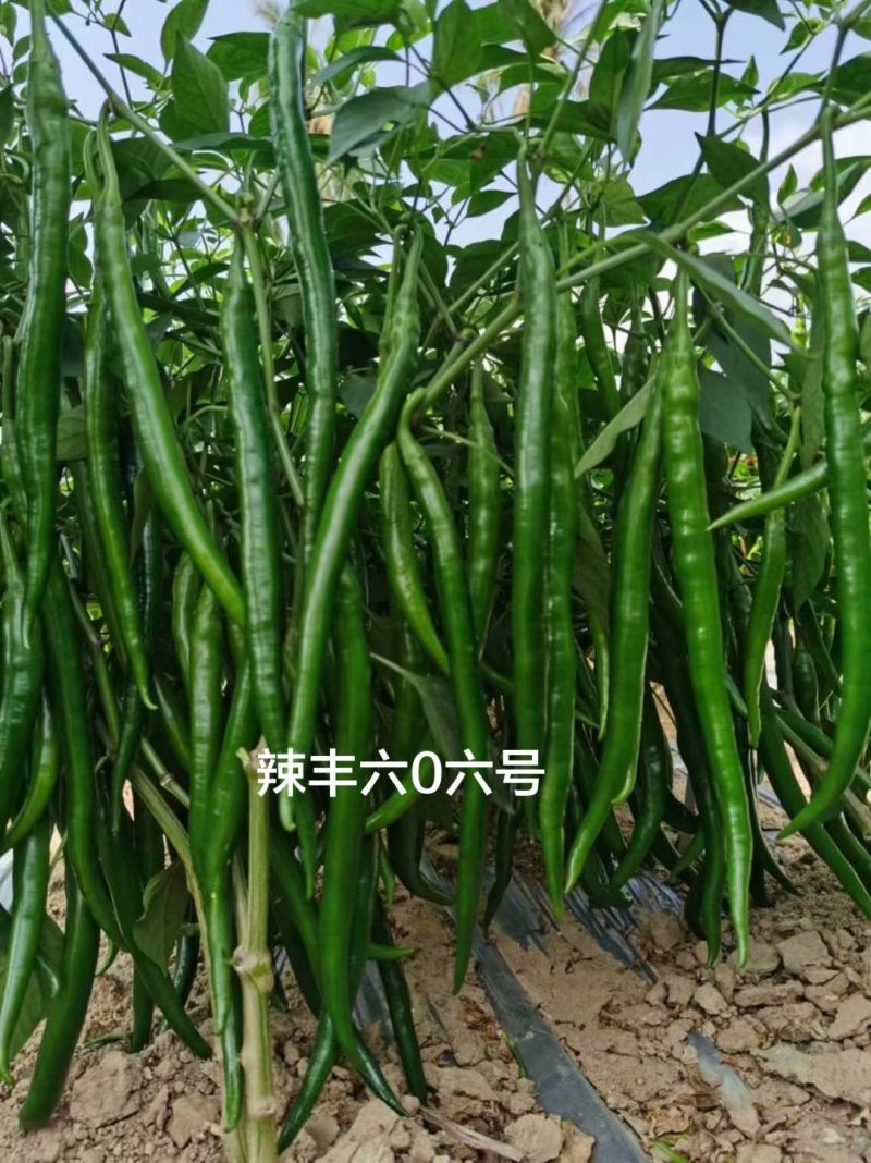 黑线椒种子欧兰德欧丽514深绿色线椒种子味辣硬度高辣椒种