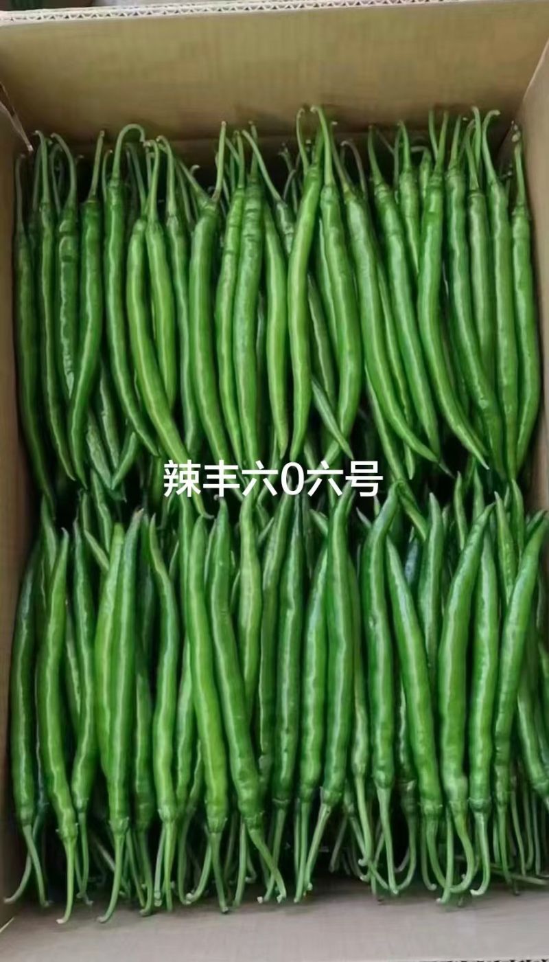 黑线椒种子欧兰德欧丽514深绿色线椒种子味辣硬度高辣椒种