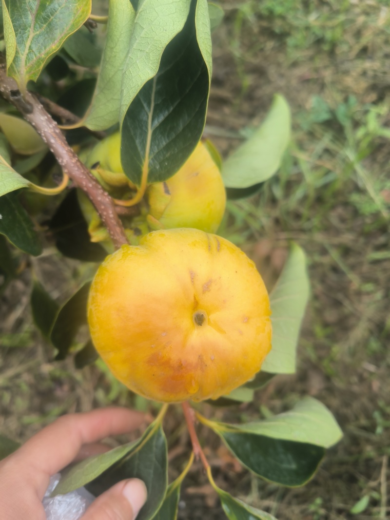 阳丰巧克力脆柿