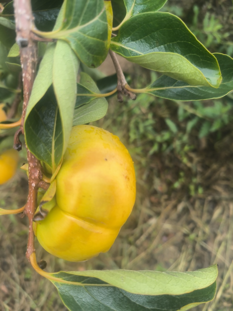 阳丰巧克力脆柿