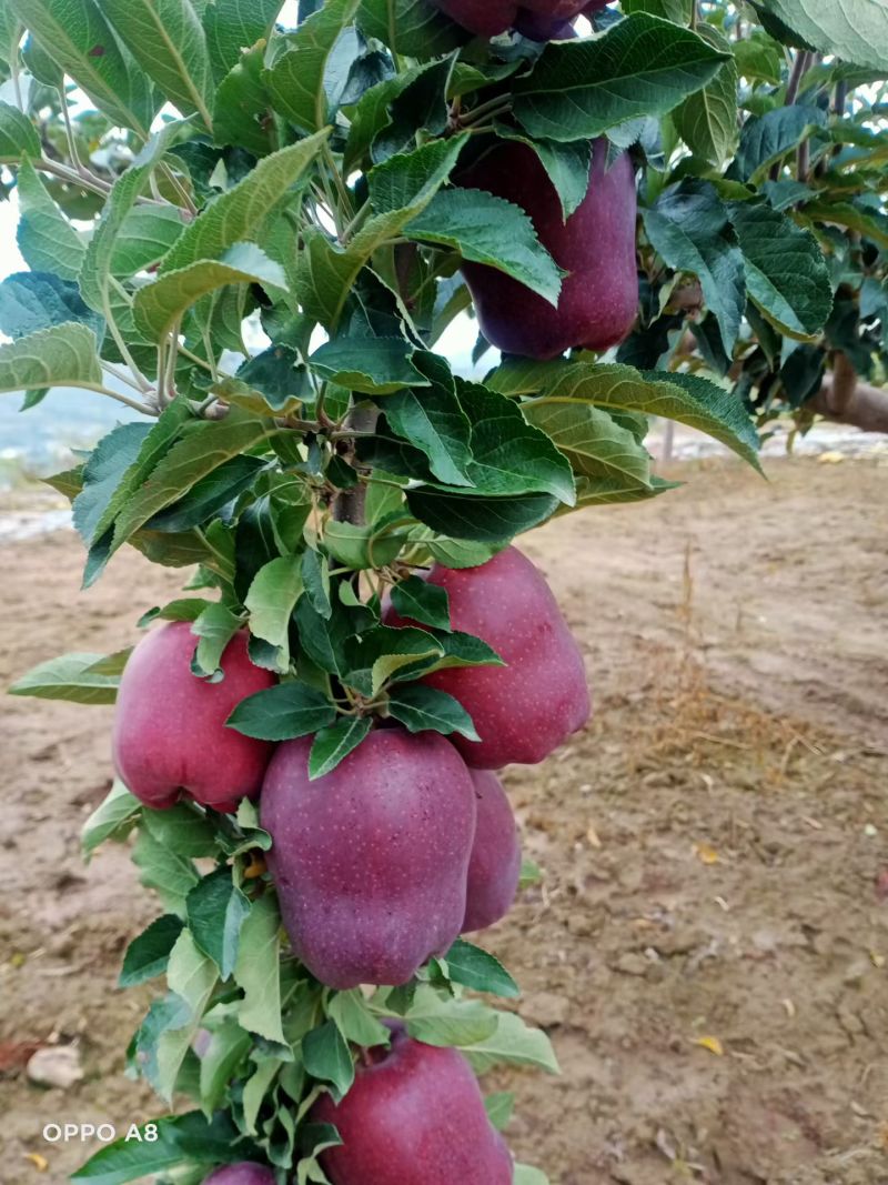 天水花牛苹果，2024新品上市，拉长圆果均零售批发均包