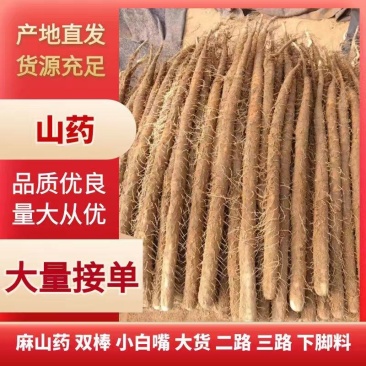 麻山药大量供应中对接市场档口商超一条龙服务欢迎来电咨询