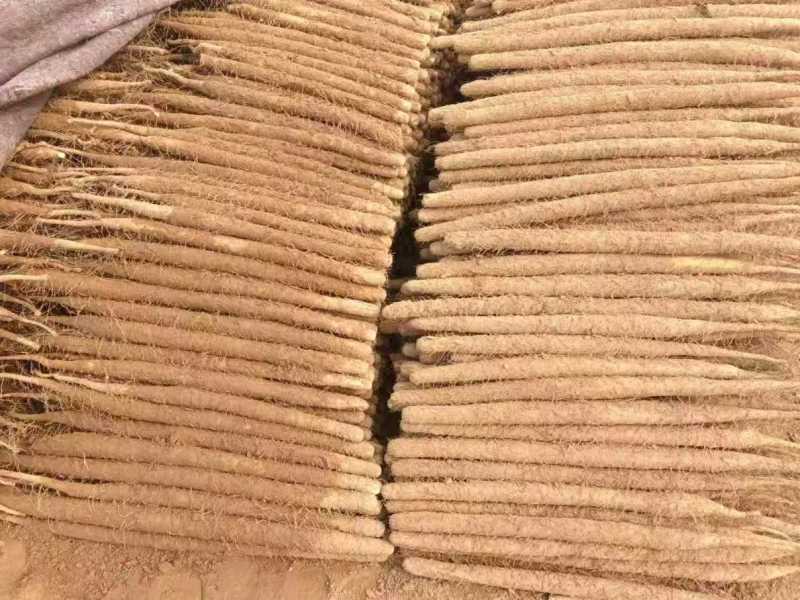 麻山药大量供应中对接市场档口商超一条龙服务欢迎来电咨询