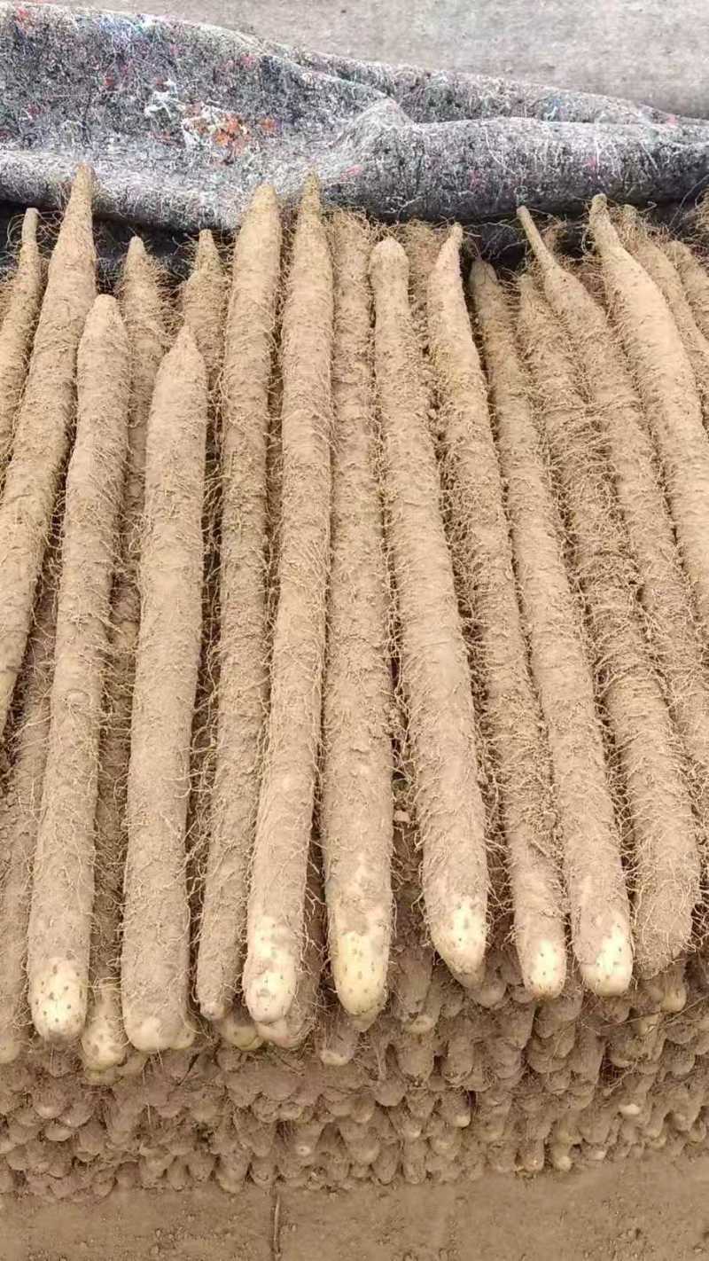 麻山药大量供应中对接市场档口商超一条龙服务欢迎来电咨询