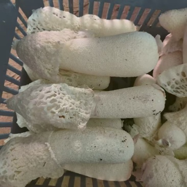 竹荪基地直发品质保证诚信经营量大从优欢迎来电