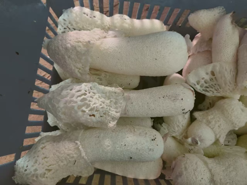 竹荪基地直发品质保证诚信经营量大从优欢迎来电