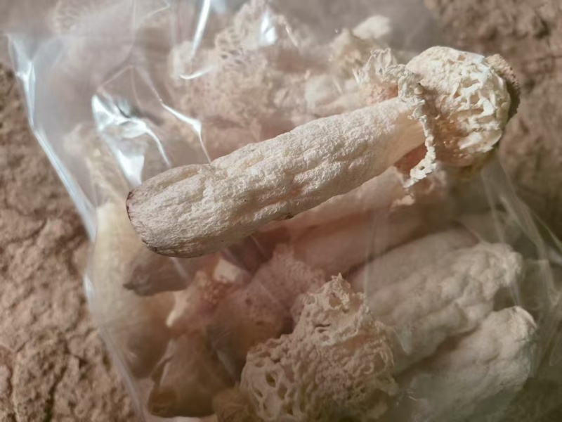 竹荪基地直发品质保证诚信经营量大从优欢迎来电