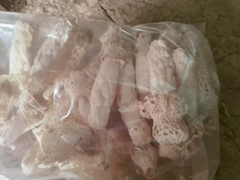 竹荪基地直发品质保证诚信经营量大从优欢迎来电