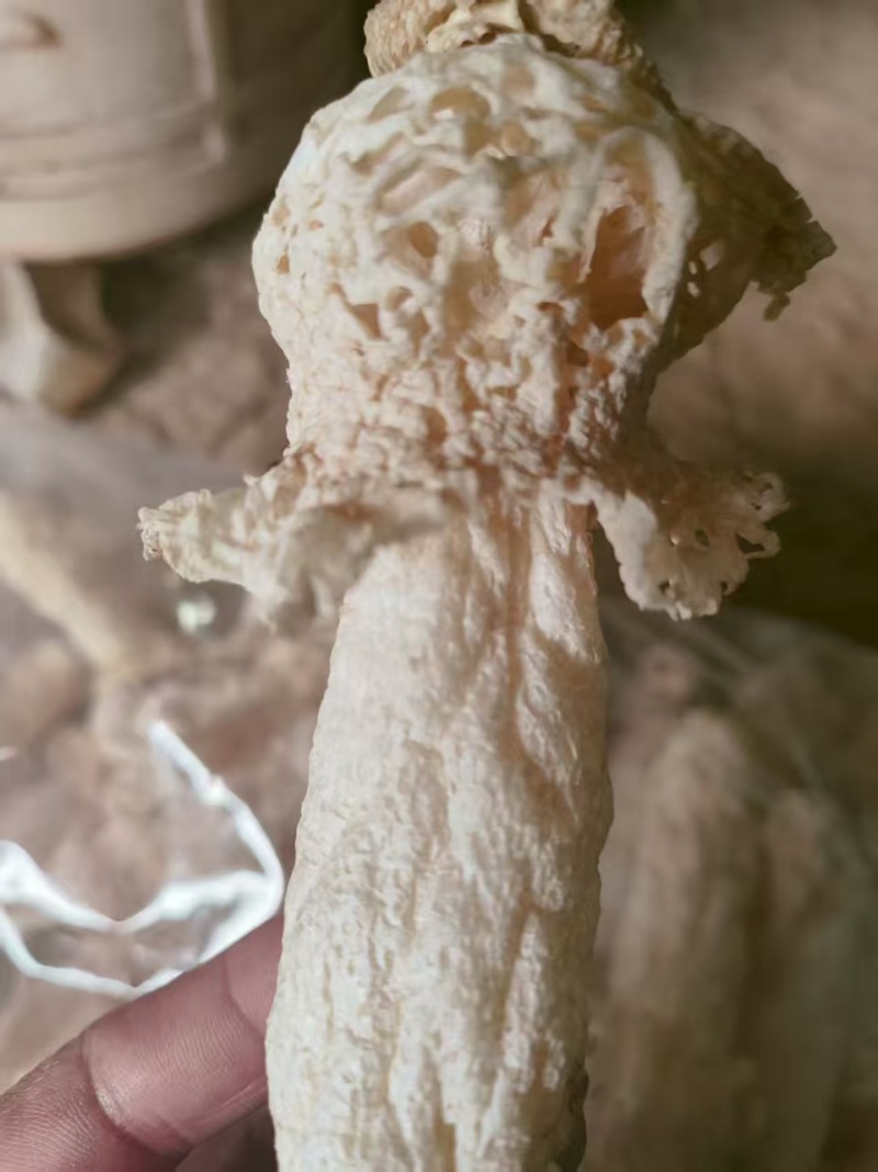 竹荪基地直发品质保证诚信经营量大从优欢迎来电