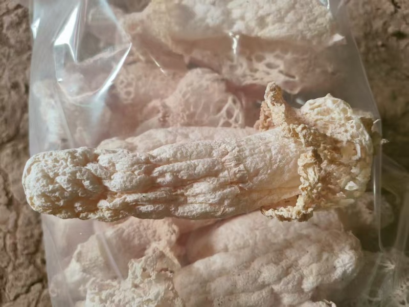 竹荪基地直发品质保证诚信经营量大从优欢迎来电