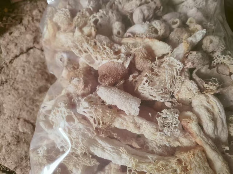 竹荪基地直发品质保证诚信经营量大从优欢迎来电