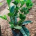 大叶栀子16杯苗大量供应基地直销成活率高