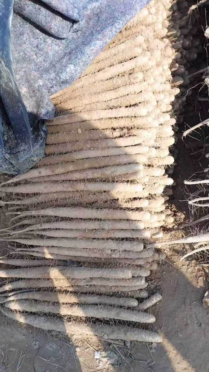 双棒山药大量上市了全国发货规格齐全对接市场档口量大从优