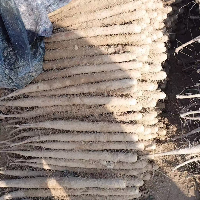 双棒山药大量上市了全国发货规格齐全对接市场档口量大从优