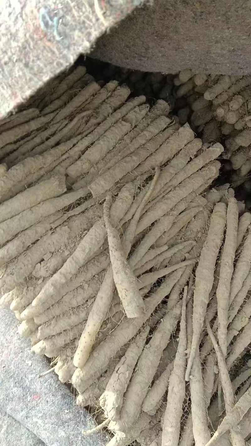 双棒山药大量上市了全国发货规格齐全对接市场档口量大从优