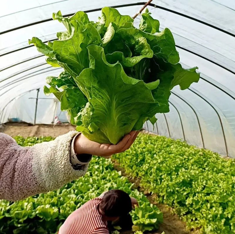 生菜大量上市，江苏淮安基地直发，供商超，批发市场档口等。