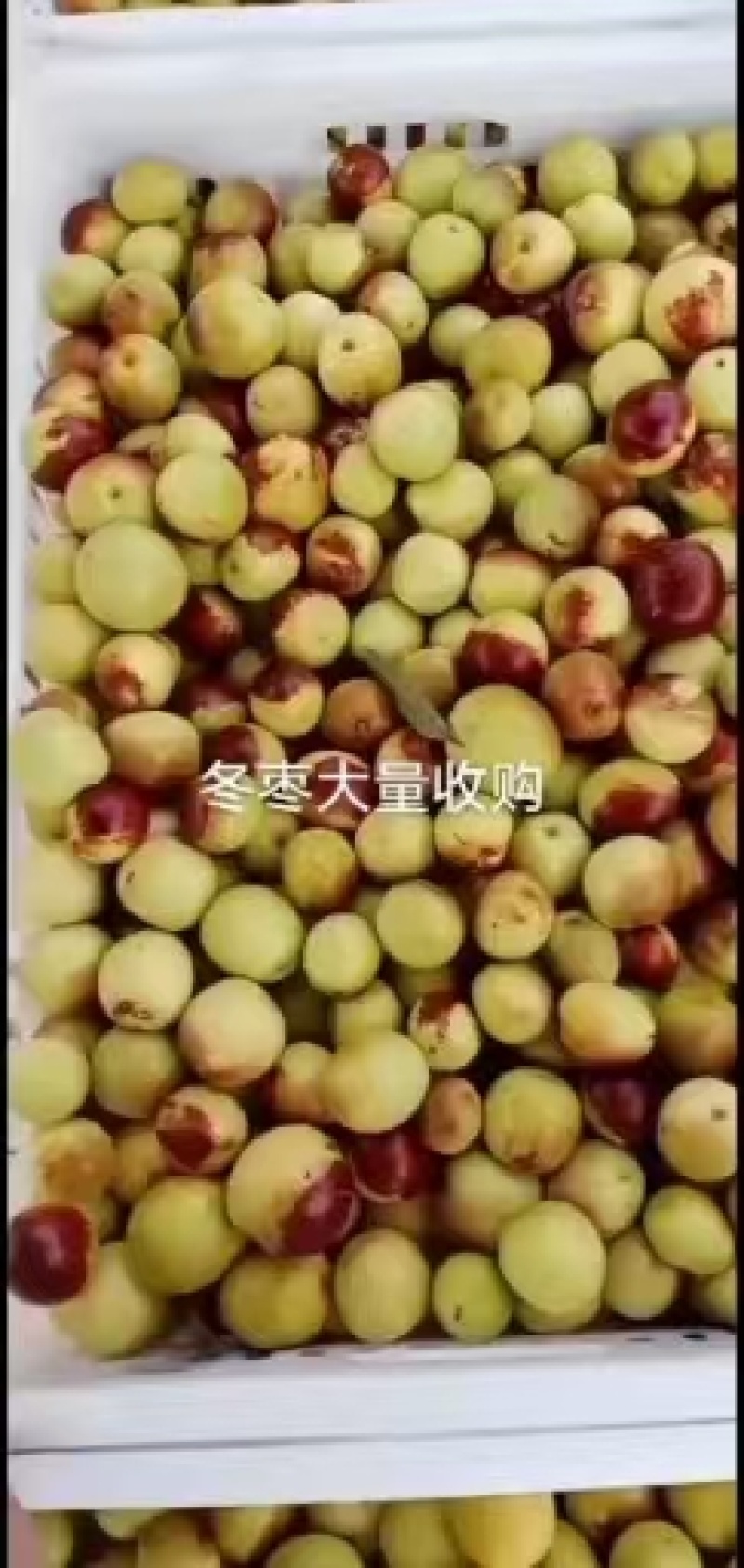 【基地直供】新鲜冬枣现货现发山东滨州脆甜冬枣