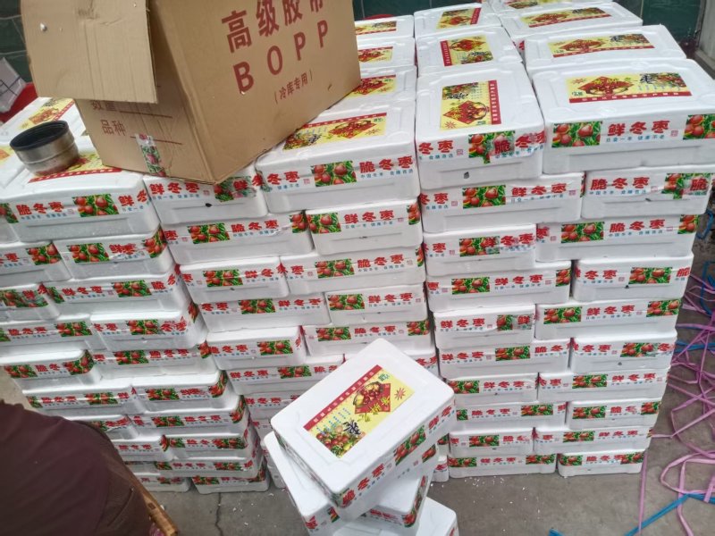 【基地直供】新鲜冬枣现货现发山东滨州脆甜冬枣