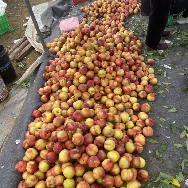 钱树九油桃🍑脆甜好吃😋