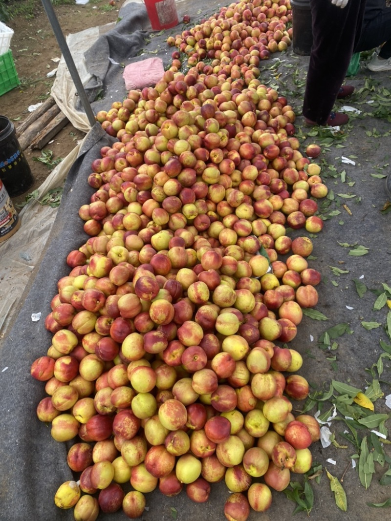钱树九油桃🍑脆甜好吃😋