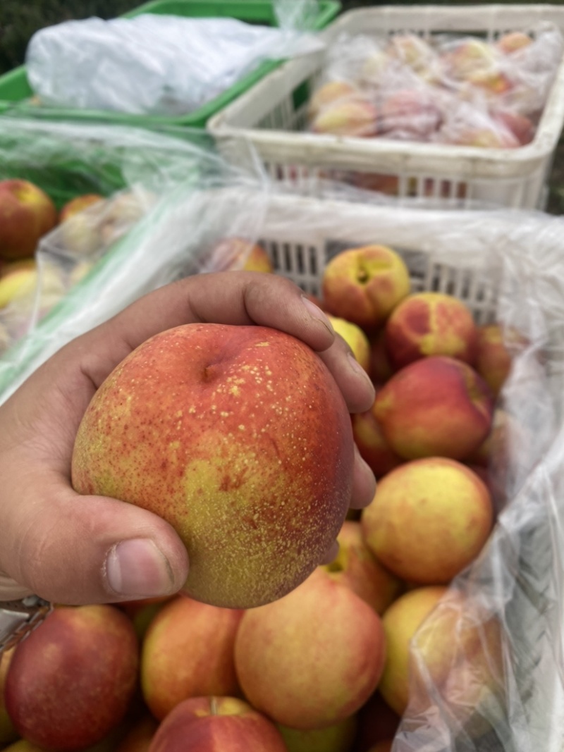 钱树九油桃🍑脆甜好吃😋