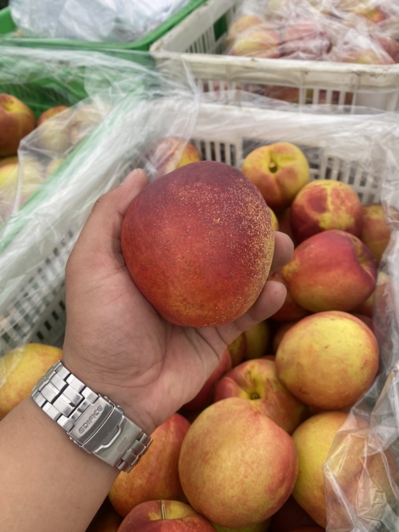 钱树九油桃🍑脆甜好吃😋