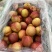 钱树九油桃🍑脆甜好吃😋