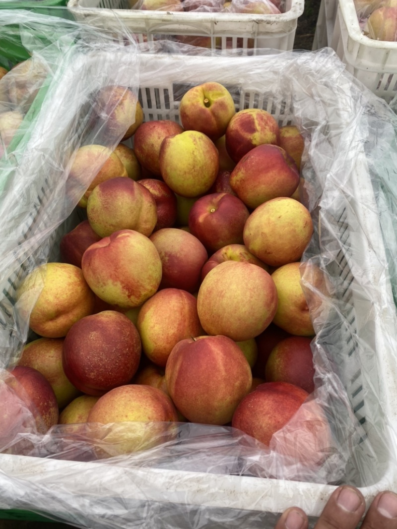 钱树九油桃🍑脆甜好吃😋