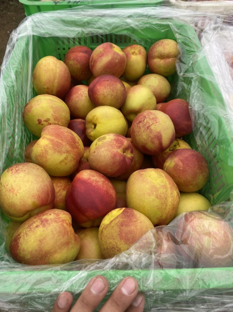 钱树九油桃🍑脆甜好吃😋