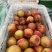 钱树九油桃🍑脆甜好吃😋
