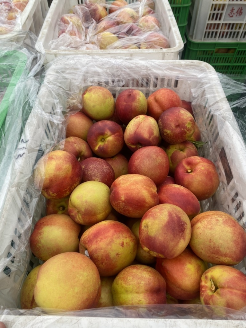 钱树九油桃🍑脆甜好吃😋