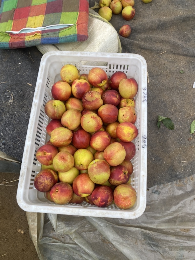 钱树九油桃🍑脆甜好吃😋