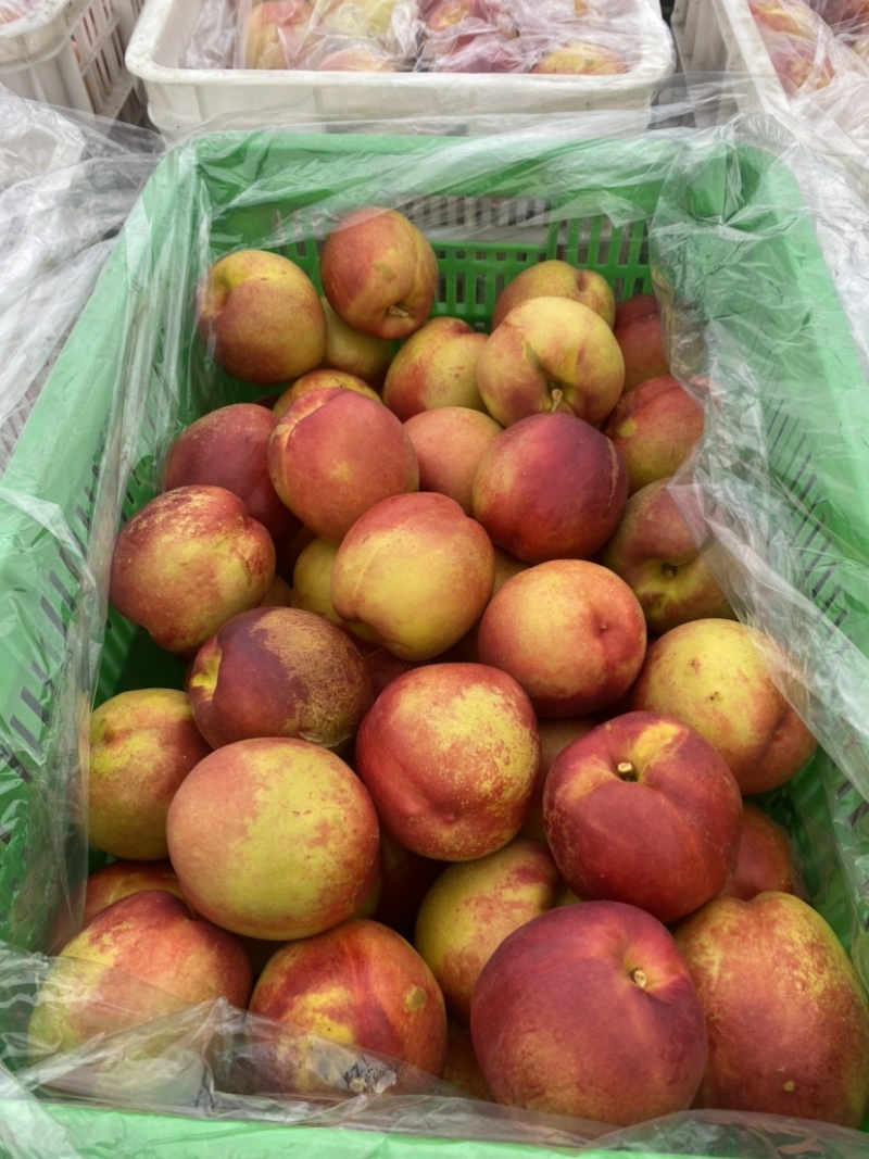 钱树九油桃🍑脆甜好吃😋