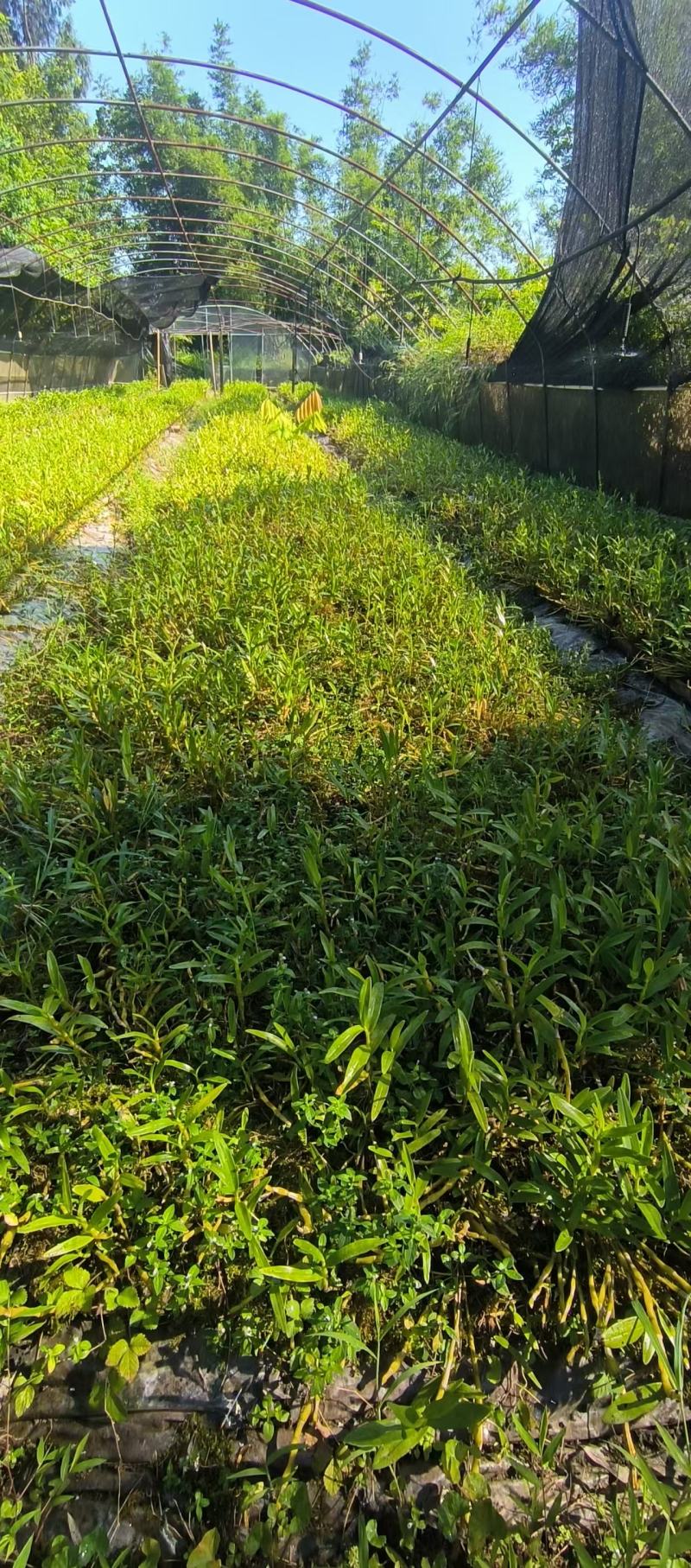 金钗石斛苗，品质优良适合附石或树干栽培，易成活，药用