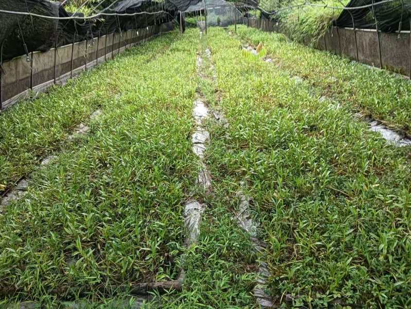 金钗石斛苗，品质优良适合附石或树干栽培，易成活，药用