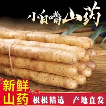 小白嘴山药大量上市了对接市场档口商超一条龙服务欢迎来电