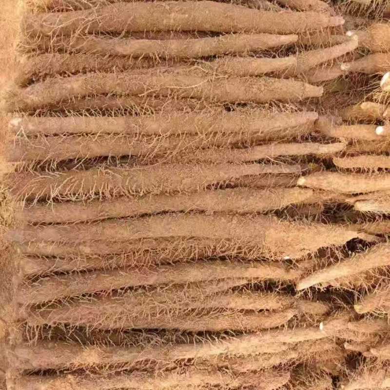 小白嘴山药大量上市了对接市场档口商超一条龙服务欢迎来电