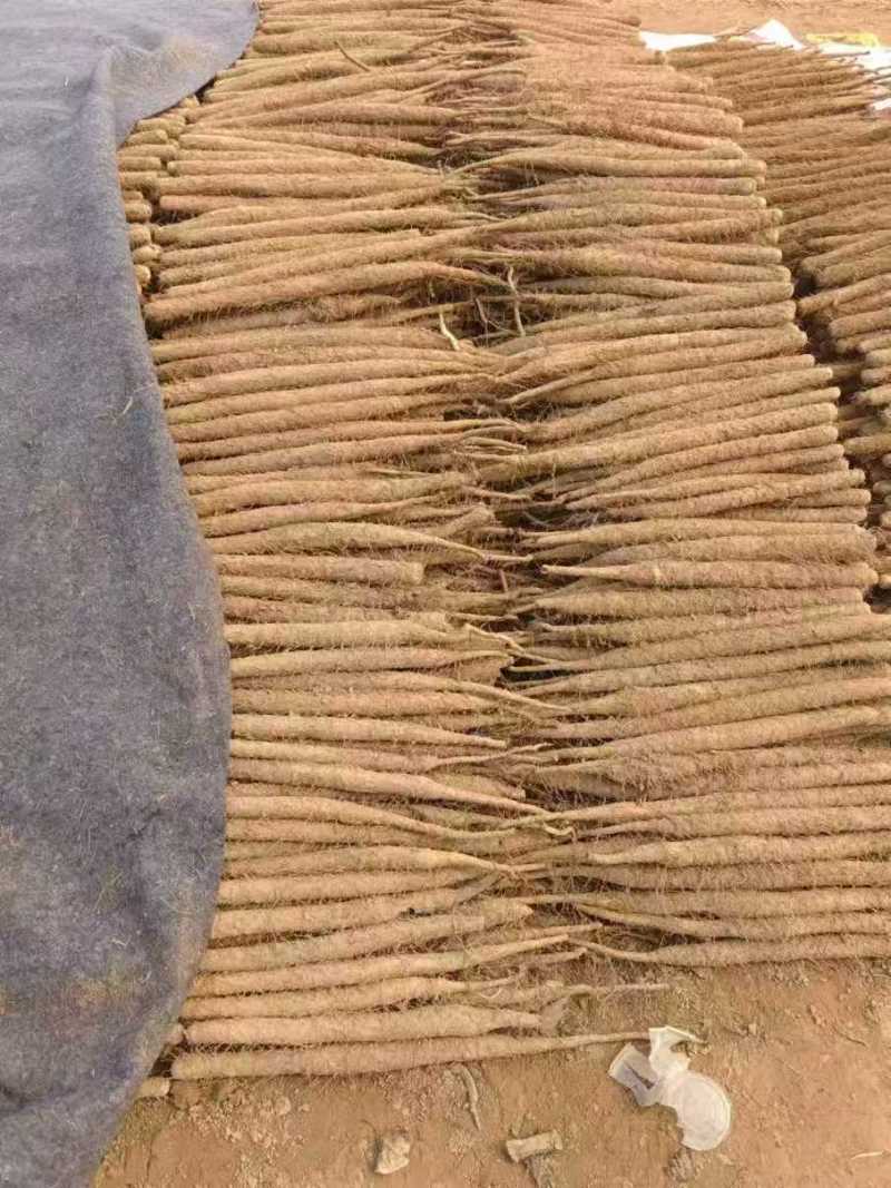 小白嘴山药大量上市了对接市场档口商超一条龙服务欢迎来电