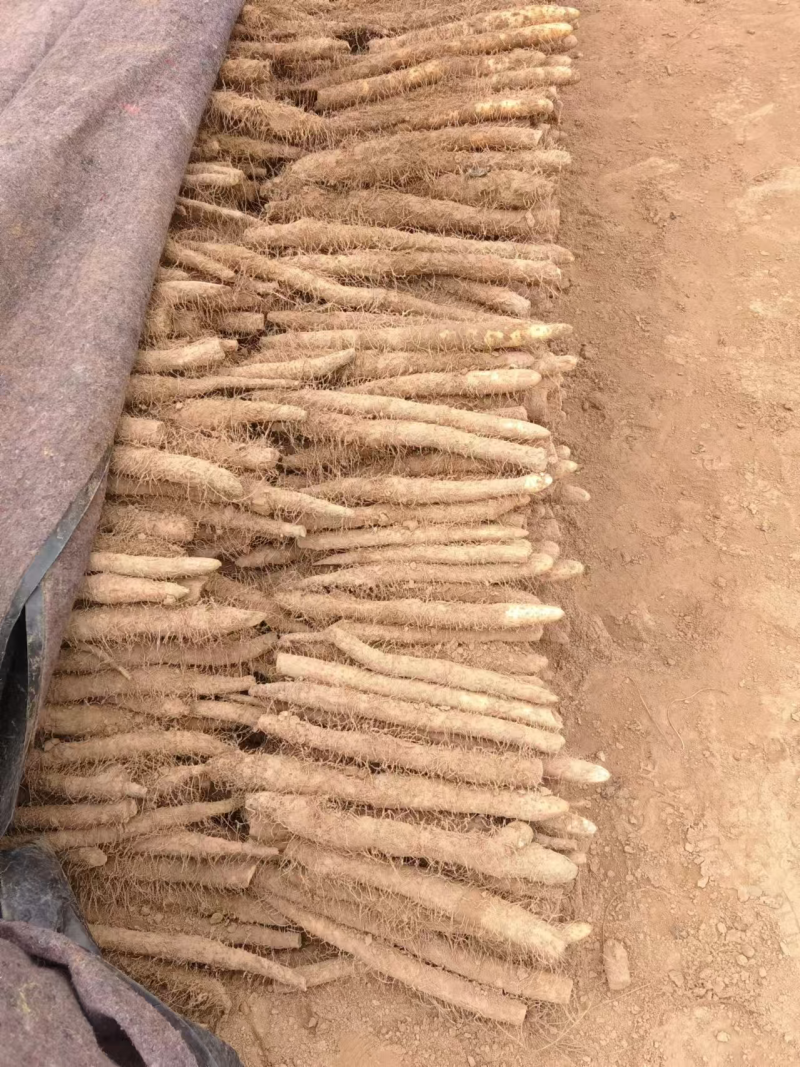 小白嘴山药大量上市了对接市场档口商超一条龙服务欢迎来电