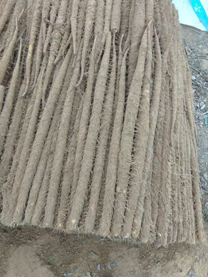 小白嘴山药大量上市了对接市场档口商超一条龙服务欢迎来电