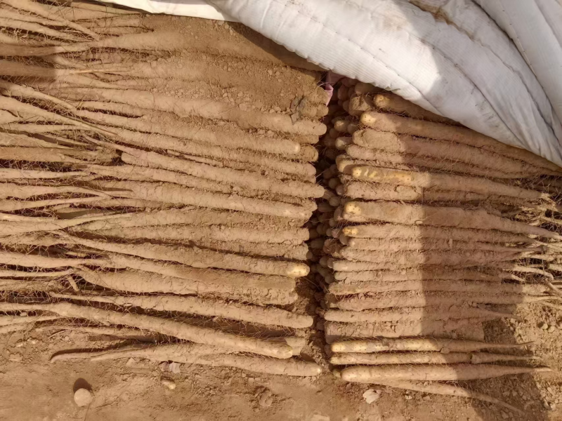 小白嘴山药大量上市了对接市场档口商超一条龙服务欢迎来电