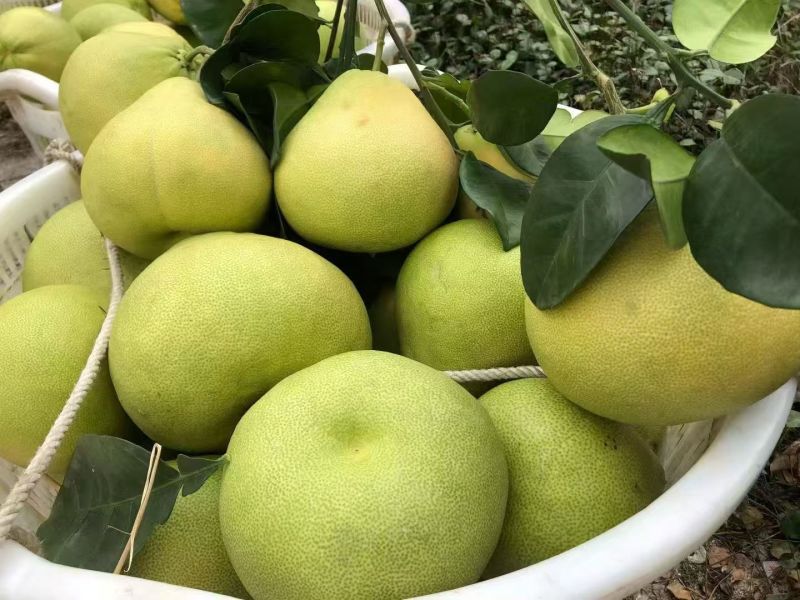 产地直发度尾红心文旦柚