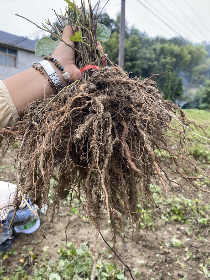 露天培育驯化虎杖苗新鲜现挖多年受益易管理产量高