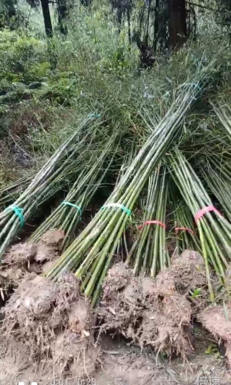 （热销）湖南海量各规格，各品种青竹，产地直销现挖现发