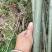 （热销）湖南海量各规格，各品种青竹，产地直销现挖现发