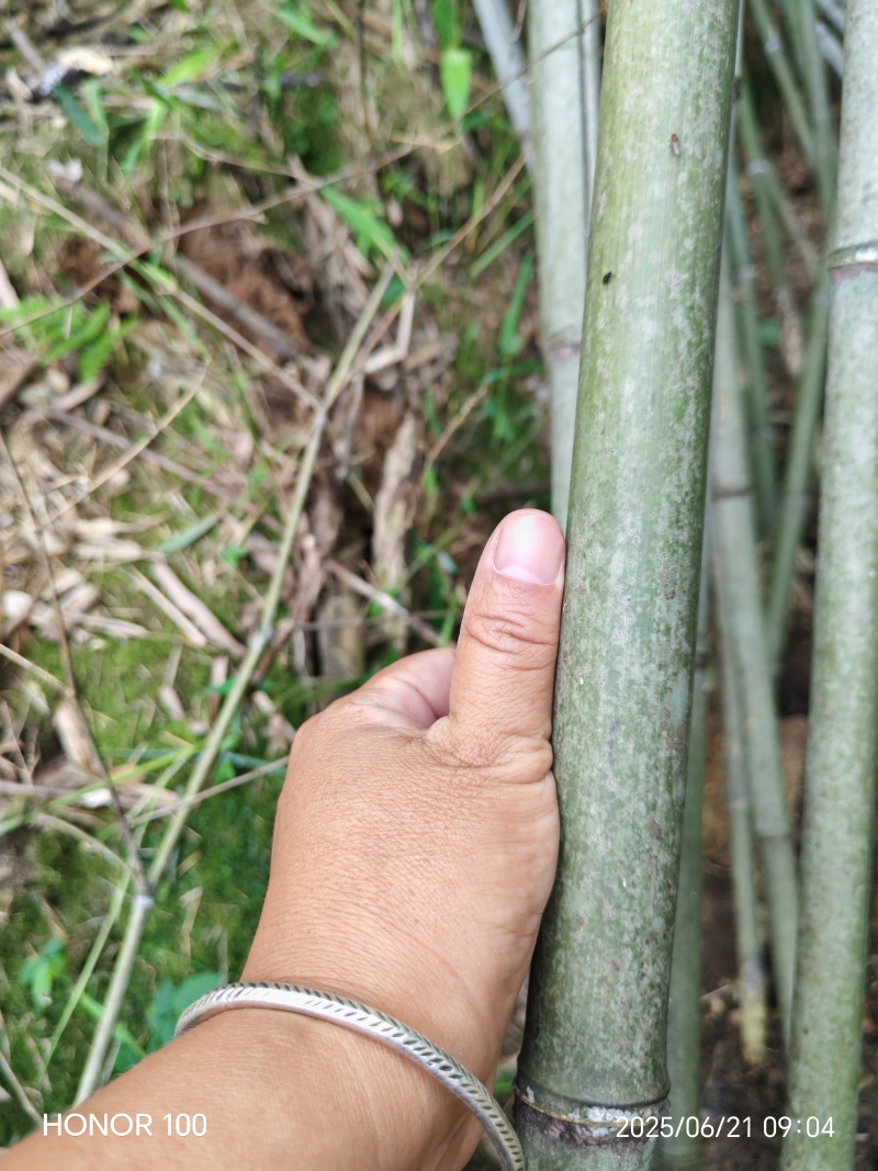 （热销）湖南海量各规格，各品种青竹，产地直销现挖现发