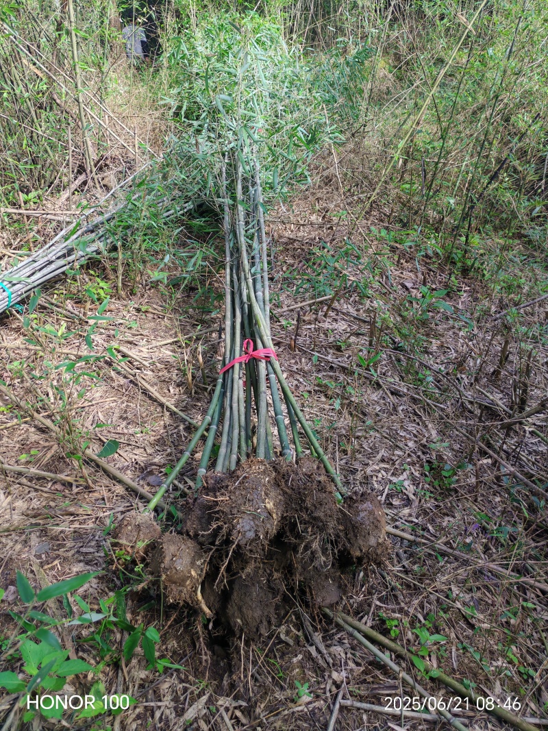 （热销）湖南海量各规格，各品种青竹，产地直销现挖现发