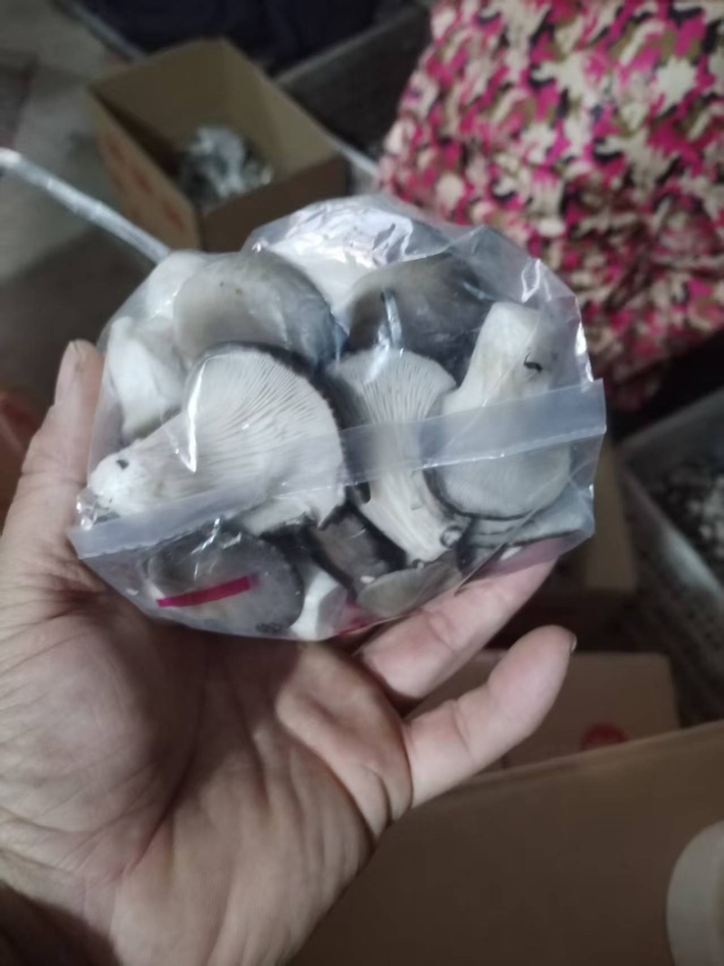 河北石家庄精品秀珍菇，菌盖圆润，柄鲜味鲜