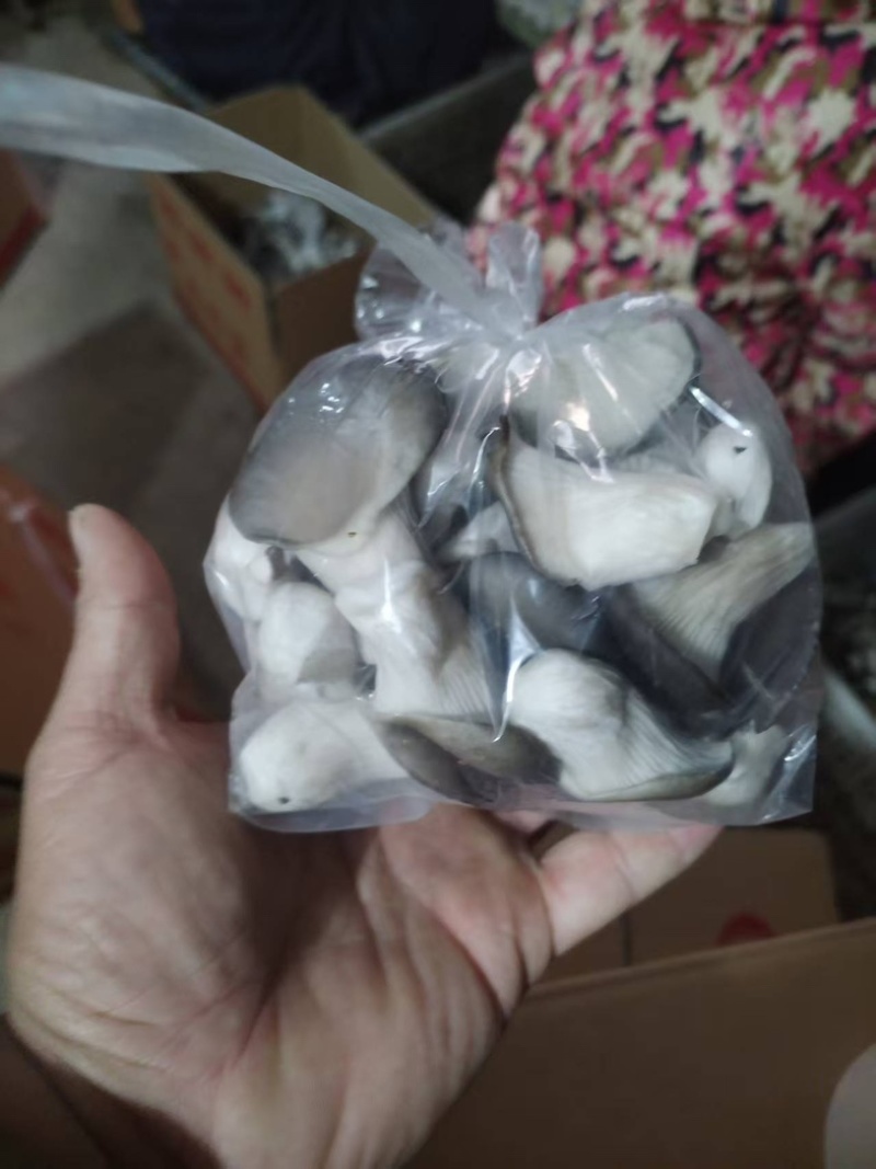 河北石家庄精品秀珍菇，菌盖圆润，柄鲜味鲜