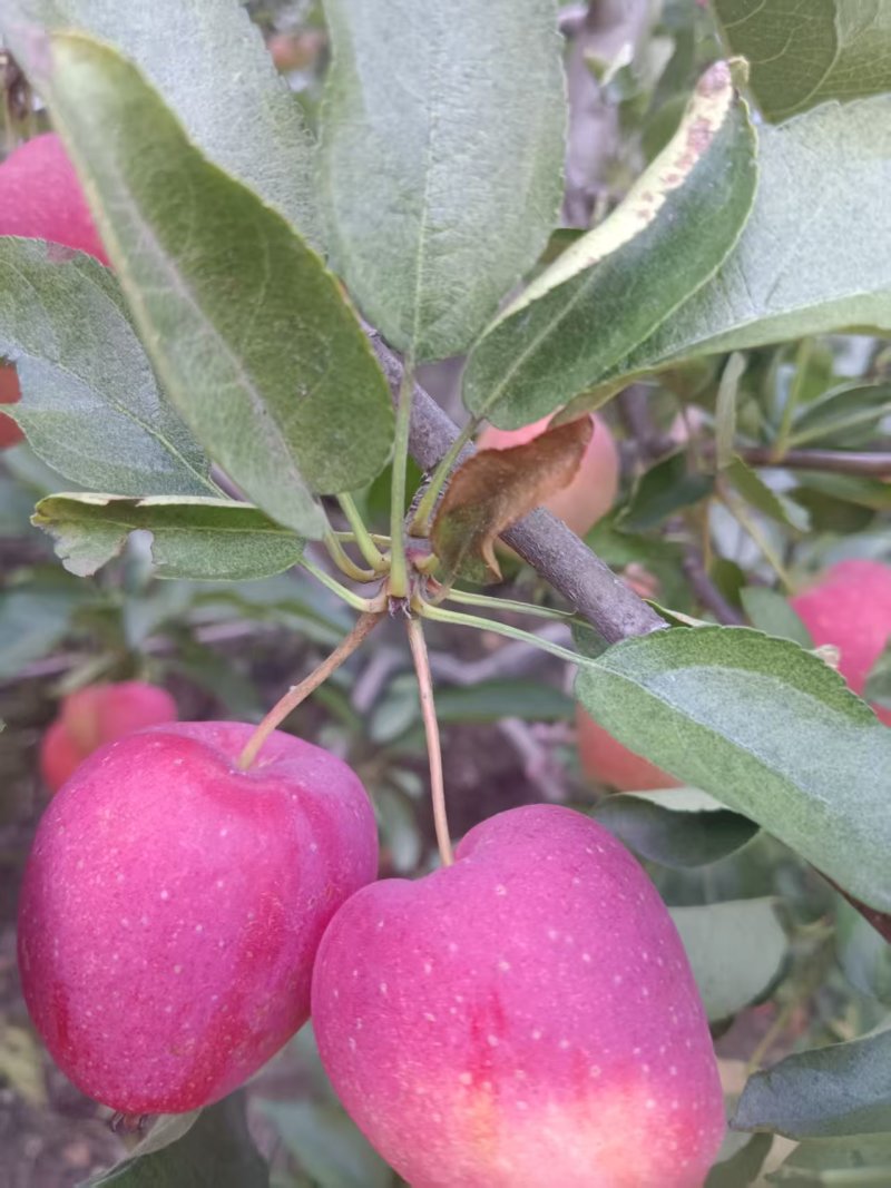 鸡心果